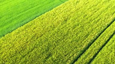 Green flax fields and wheat fields , in Europe, France, Normandy, Seine Maritime, towards Fecamp, in summer, on a sunny day.