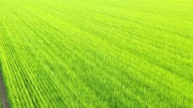 The green flax fields , in Europe, in France, in Normandy, in Seine Maritime, towards Fecamp, in summer, on a sunny day.