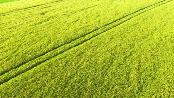 Поля Желтой Пшеницы Европе Франции Нормандии Сене Фекампу Летом Солнечный — стоковое видео