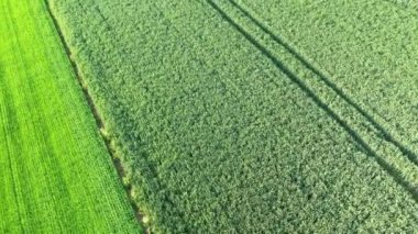 Yeşil keten ve arpa tarlaları, Avrupa, Fransa, Normandiya, Seine Denizcilik, yaz aylarında, güneşli bir günde, Fecamp 'a doğru.