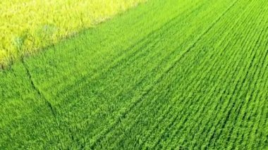 Yeşil keten tarlaları ve buğday tarlaları, Avrupa, Fransa, Normandiya, Seine Denizcilik, yaz aylarında, güneşli bir günde, Fecamp 'a doğru.