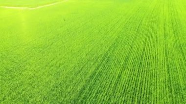 Yeşil keten tarlaları, Avrupa 'da, Fransa' da, Normandiya 'da, Seine Denizcilik' te, yazın, güneşli bir günde, Fecamp 'a doğru.