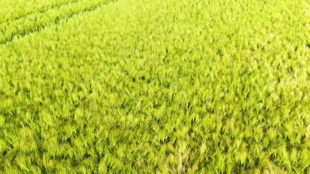 Поля Жовтої Пшениці Європі Франції Нормандії Морському Регіоні Сени Напрямку — стокове відео