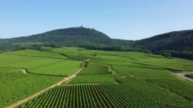 Green Alsatian vineyards at the foot of mountains and forests, in Europe, France, Alsace, Bas Rhin, towards Strasbourg, in summer, on a sunny day.