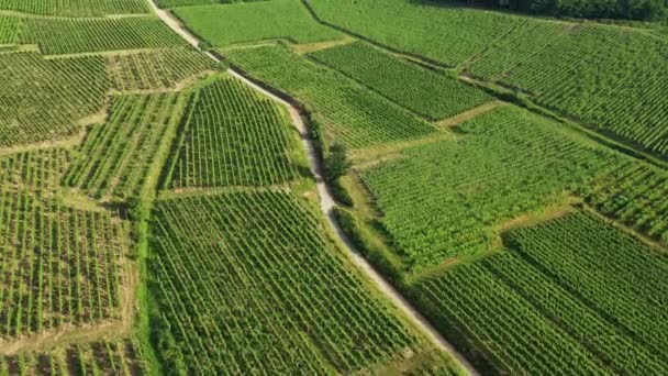 Vignobles Alsaciens Verts Pied Des Montagnes Des Forêts Europe France — Video