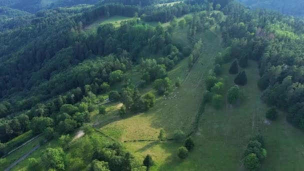 Ліси Над Зеленими Горами Європі Франції Ельзасі Бас Ріну Страсбурзі — стокове відео