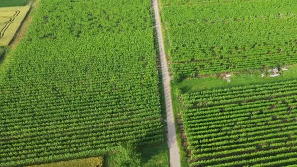 Зелені Алсатіанські Виноградники Біля Підніжжя Гір Лісів Європі Франції Ельзасі — стокове відео
