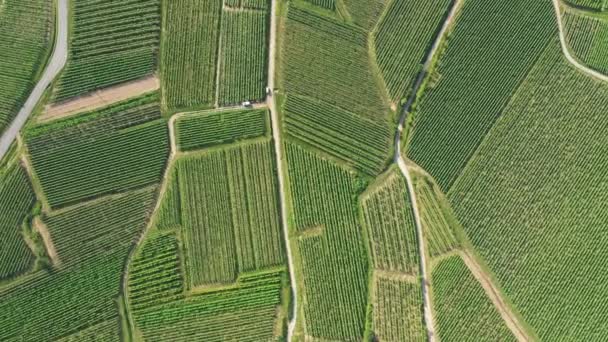 Green Alsatian Vineyards Foot Mountains Forests Europe France Alsace Bas — Wideo stockowe