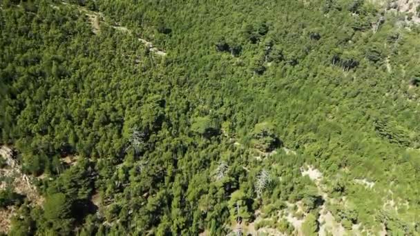 Dağlar Yeşil Ormanlar Arasındaki Çorak Kırsal Bölge Avrupa Fransa Korsika — Stok video