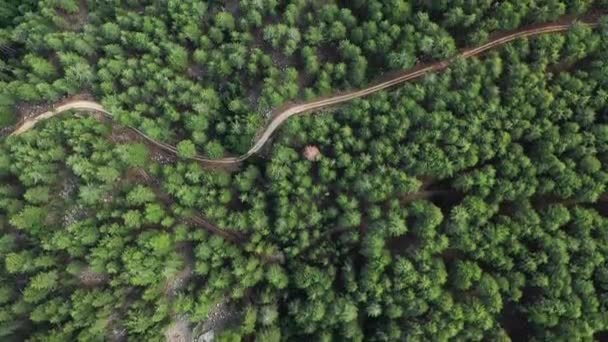 Hiking Path Middle Green Pine Fir Forests Europe France Corsica — 图库视频影像