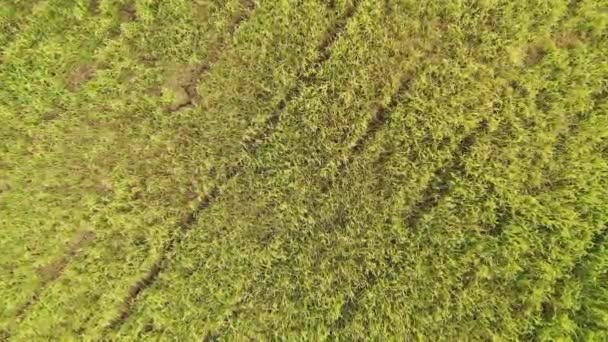 Stad Calvi Zijn Middeleeuwse Fort Aan Voet Van Bergen Europa — Stockvideo