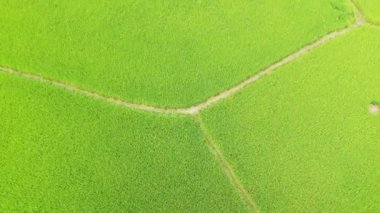 Bac Son Köyü 'nün yeşil pirinç tarlaları Karst Dağları, Asya, Kuzey Vietnam' da güneşli bir yaz günü Hanoi 'ye doğru..