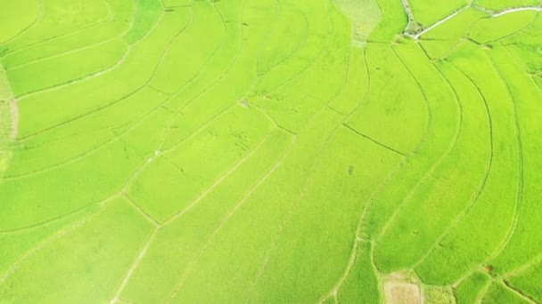 Зелені Рисові Поля Села Бак Сон Карстових Горах Азія Північний — стокове відео