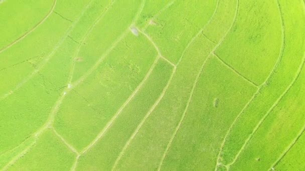 Зеленые Рисовые Поля Деревни Бак Сон Карстовых Горах Азии Северного — стоковое видео