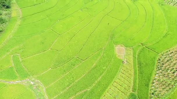 Die Grünen Reisfelder Des Dorfes Bac Son Den Karstbergen Asien — Stockvideo