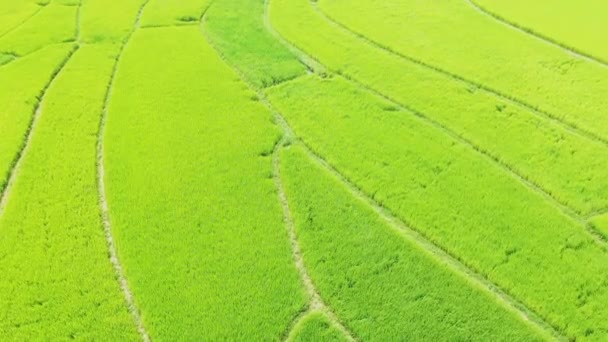 Green Rice Fields Bac Son Village Karst Mountains Asia Northern — Stock videók
