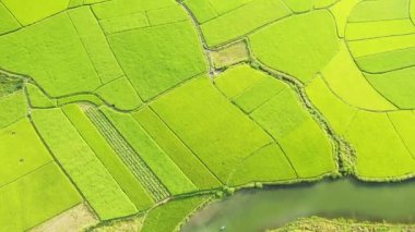 The green rice fields of Bac Son village in the karst mountains , Asia, northern Vietnam, towards Hanoi, in summer on a sunny day.