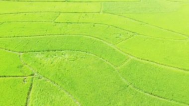 The green rice fields of Bac Son village in the karst mountains , Asia, northern Vietnam, towards Hanoi, in summer on a sunny day.