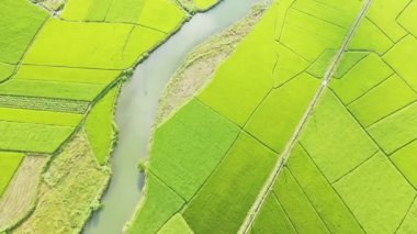 Bac Son Köyü 'nün yeşil pirinç tarlaları Karst Dağları, Asya, Kuzey Vietnam' da güneşli bir yaz günü Hanoi 'ye doğru..