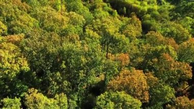 Sonbaharda Fransız kırsal ormanları, Avrupa, Fransa, Normandiya, güneşli bir günde Fecamp 'e doğru.