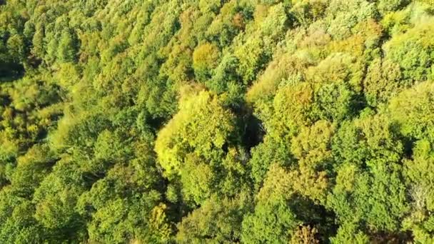 Sonbaharda Fransız Kırsal Ormanları Avrupa Fransa Normandiya Güneşli Bir Günde — Stok video