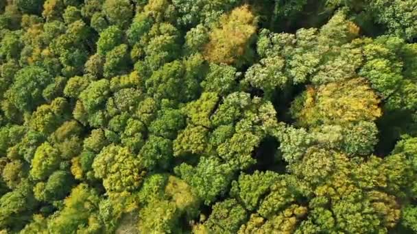 Florestas Rurais Francesas Outono Europa França Normandia Para Fecamp Dia — Vídeo de Stock