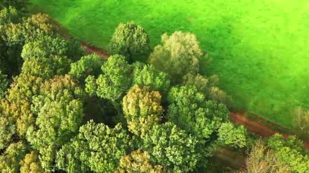 Французькі Сільські Ліси Восени Європа Франція Нормандія Фекампи Сонячний День — стокове відео