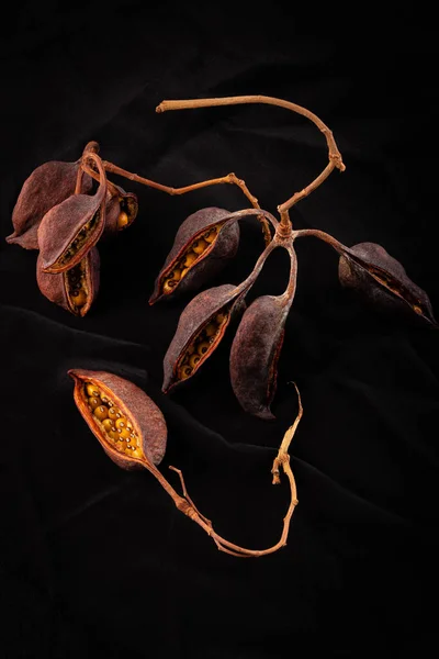 Dried brachychiton on black velvet — стоковое фото