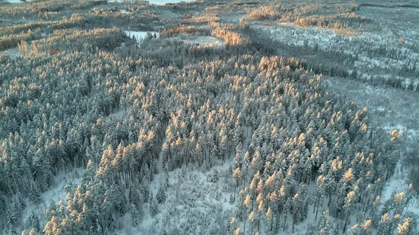 Gyönyörű napsugarak télen, melyek megérintik a fák tetejét. — Stock Fotó