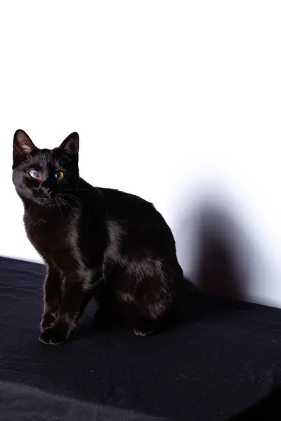 Black Cat sitting and looking at the camera — Stock Photo, Image