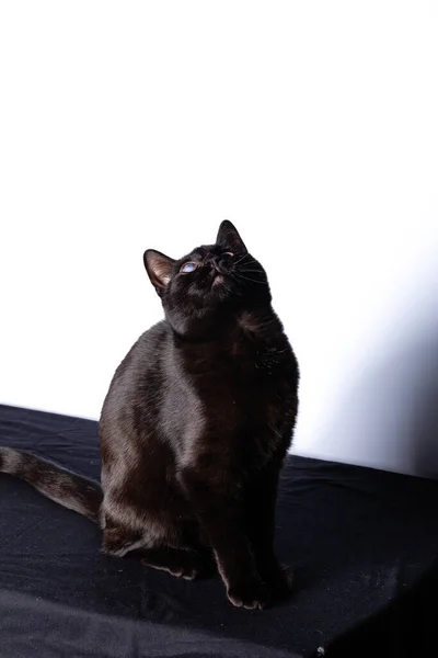 黒い猫の座っていると、カメラを見て — ストック写真