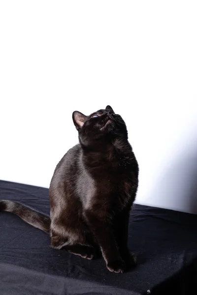 Black Cat sitting and looking at the camera — Stock Photo, Image