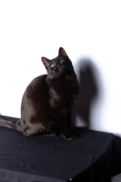 Kara kedi oturma ve kameraya bakıyor — Stok fotoğraf