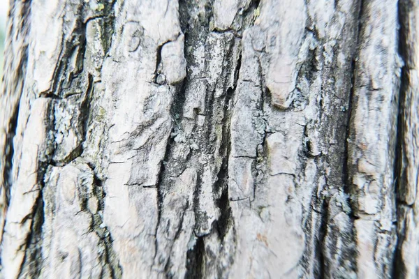 Embossed texture of the brown bark of a tree with green moss — Stock Photo, Image