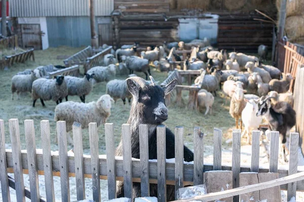 The goat looks away from the camera — Stockfoto