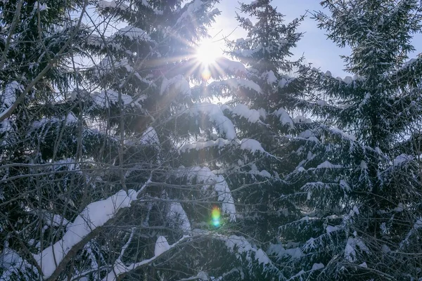 Flare from the sun in winter through spruces — 图库照片