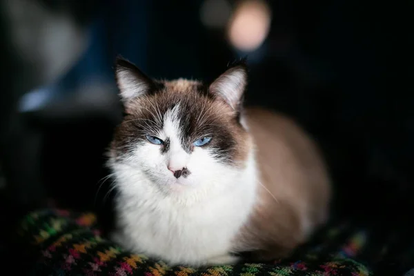 Cat sits in front of camera on couch — Stok fotoğraf