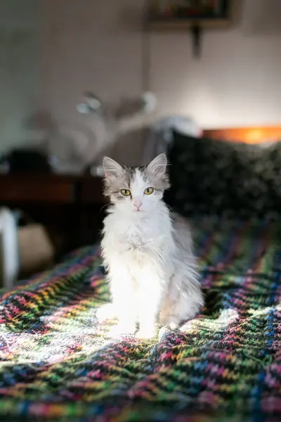 Cat sits in front of camera on couch — стоковое фото