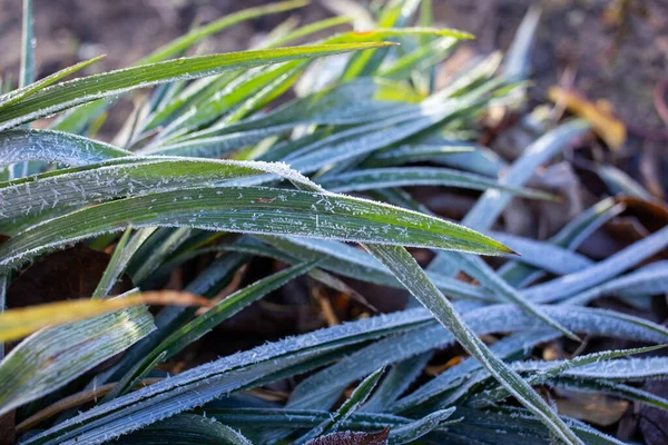 Grünes Gras Fror Auf Der Straße Garten — Stockfoto