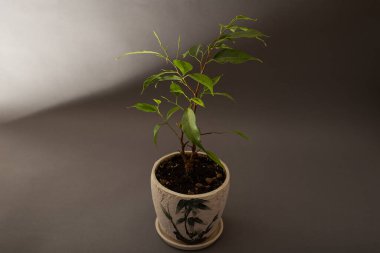 Flower tree growing in a pot on a gray background