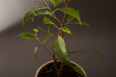 Flower tree growing in a pot on a gray background