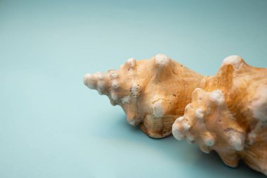 Deniz kabuğu mavi bir arka planda yatıyor