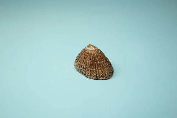Seashell Lies Blue Background — Φωτογραφία Αρχείου