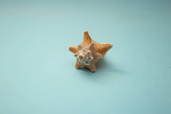 Seashell Fekszik Kék Háttér — Stock Fotó