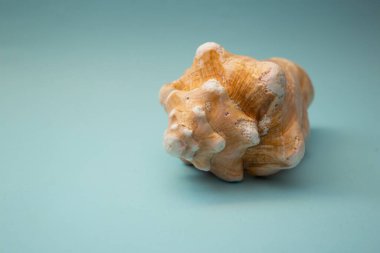 Deniz kabuğu mavi bir arka planda yatıyor