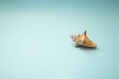 Deniz kabuğu mavi bir arka planda yatıyor