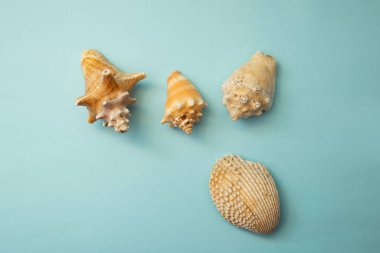 Deniz kabuğu mavi bir arka planda yatıyor