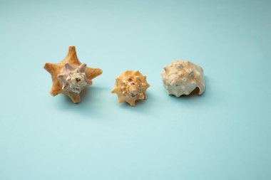 Deniz kabuğu mavi bir arka planda yatıyor