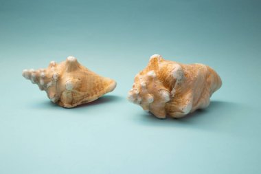 Deniz kabuğu mavi bir arka planda yatıyor