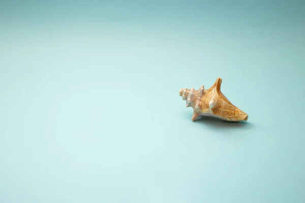 Seashell Lies Blue Background — Φωτογραφία Αρχείου